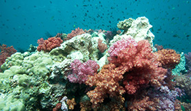 Corals of Phuket