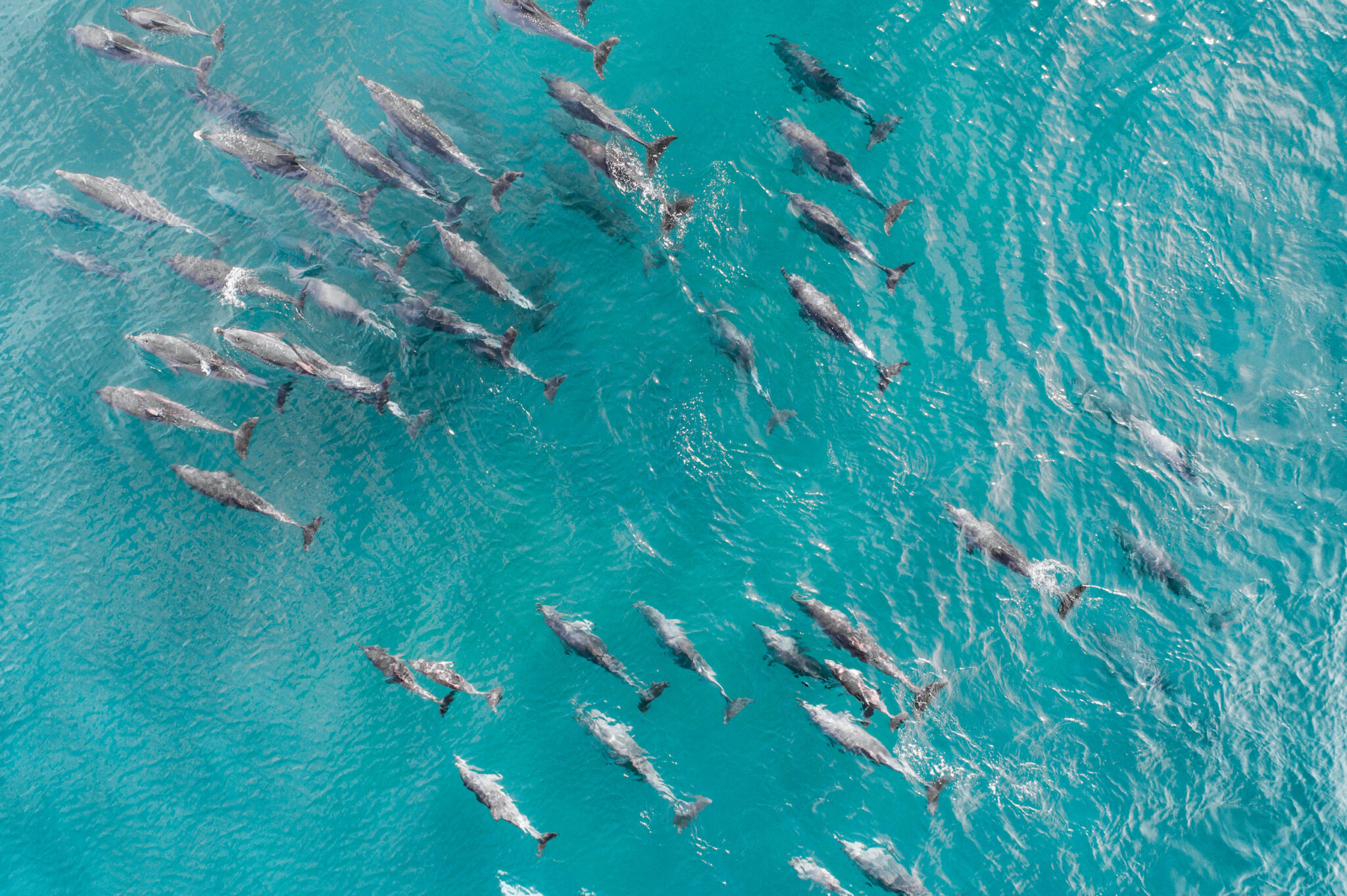 Dolphins are very social, living in groups that hunt and even play together. Large pods of dolphins can have 1,000 members or more.