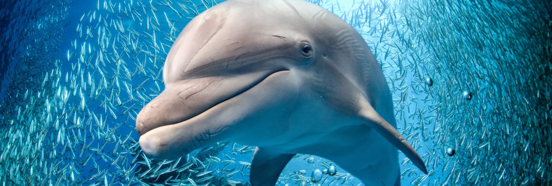 14 Fascinating Dolphin Facts