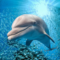 bottlenose types of dolphins