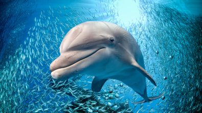 bottlenose types of dolphins