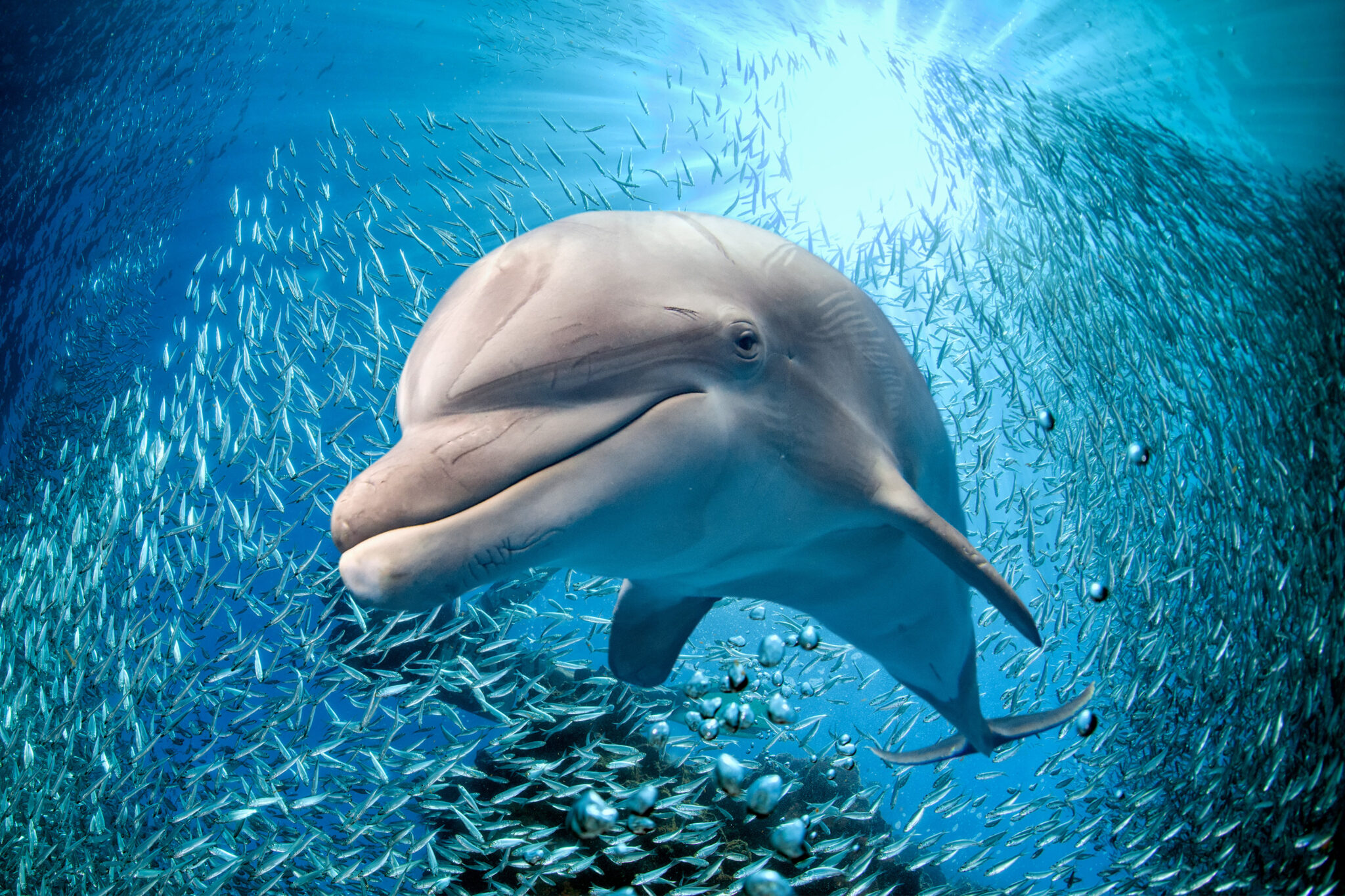 New Dolphins Underwater Ocean Sea Life Bath Beach Pool Gift Towel Dolphin Fish 