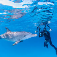 dolphin interaction