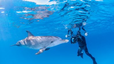 Become a PADI scuba diver or freediver to dive with dolphins in your local area or on your next vacation.