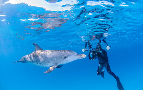 Become a PADI scuba diver or freediver to dive with dolphins in your local area or on your next vacation.