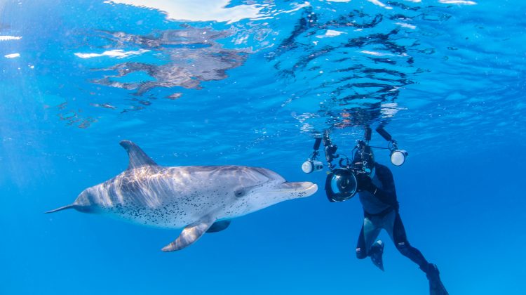 Become a PADI scuba diver or freediver to dive with dolphins in your local area or on your next vacation.