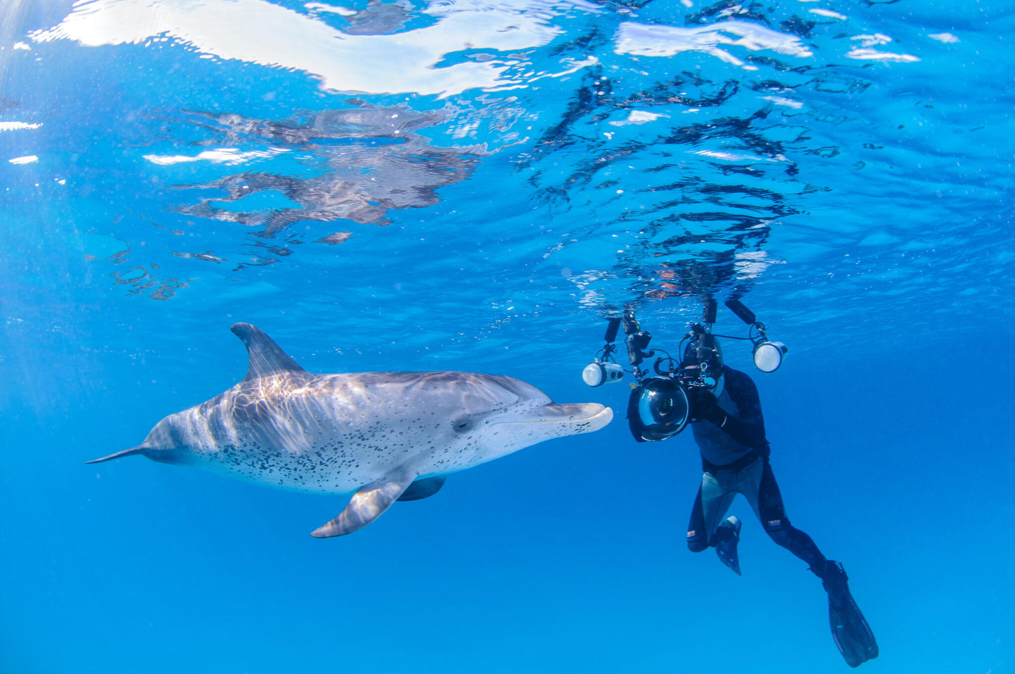 Become a PADI scuba diver or freediver to dive with dolphins in your local area or on your next vacation.