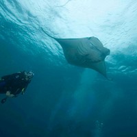 Manta Ray
