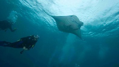 Manta Ray