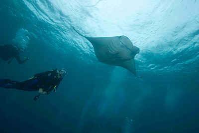 Manta Ray