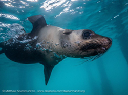marine life of australia MattKrumins-Seal
