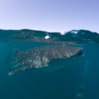 Whale Shark