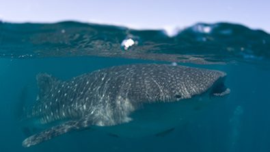 Whale Shark