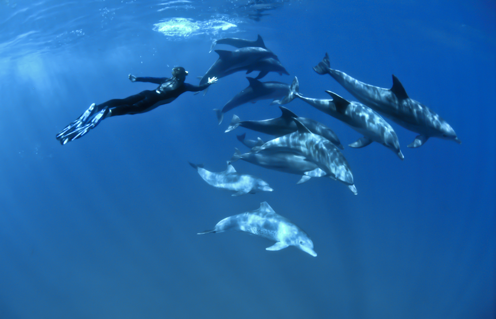 dolphins-freediver