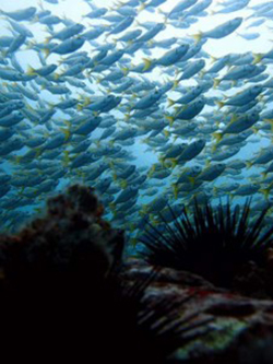 marine life of australia Tim Irvin ©