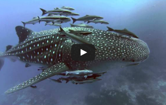 Whale Shark Video