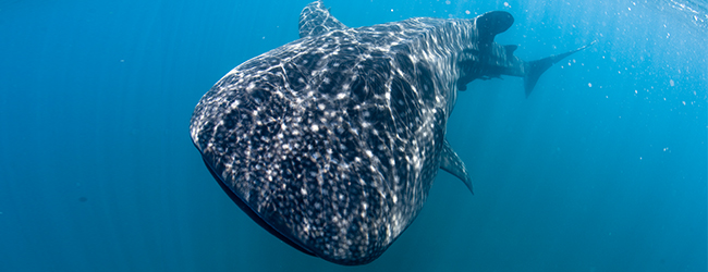 Whale Shark Destinations in Asia Pacific