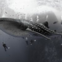 David Valencia Whale Shark photo - Winner of the 2014 PADI Diving Society photo contest