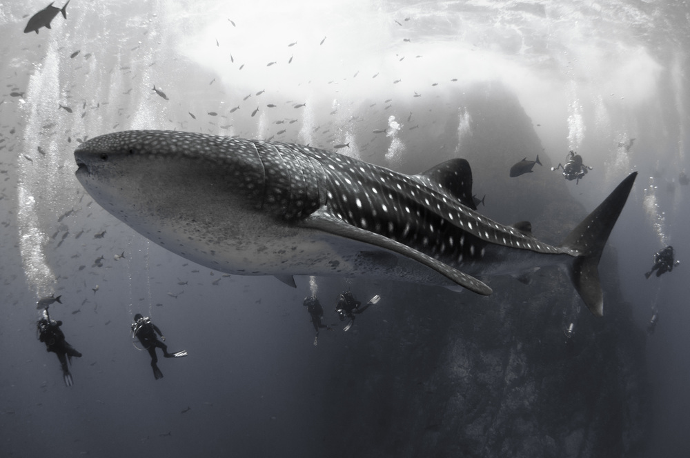 David Valencia Whale Shark photo - Winner of the 2014 PADI Diving Society photo contest
