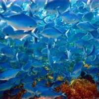 Scuba Diving New Zealand