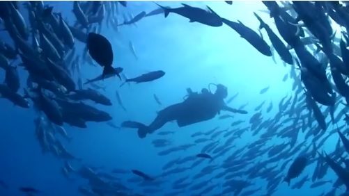 Our Planet Is Two-Thirds Water – Get Scuba Certified!