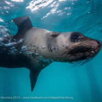 Matt Krumins-Seal
