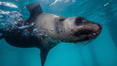 Matt Krumins-Seal