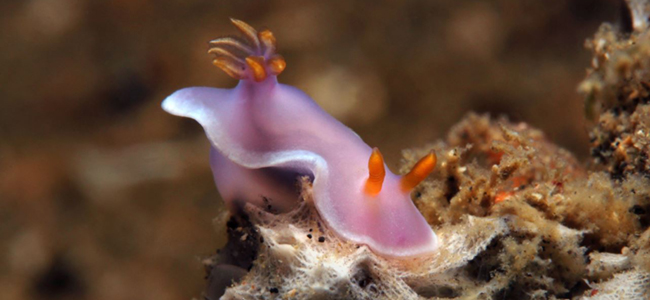 cinderella nudibrand