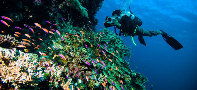 coral-indonesia