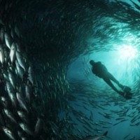 lndonesia Scuba Diving
