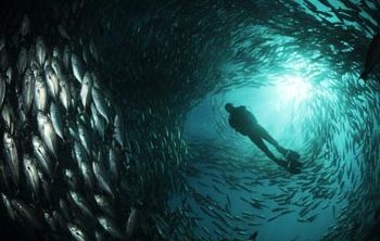 lndonesia Scuba Diving