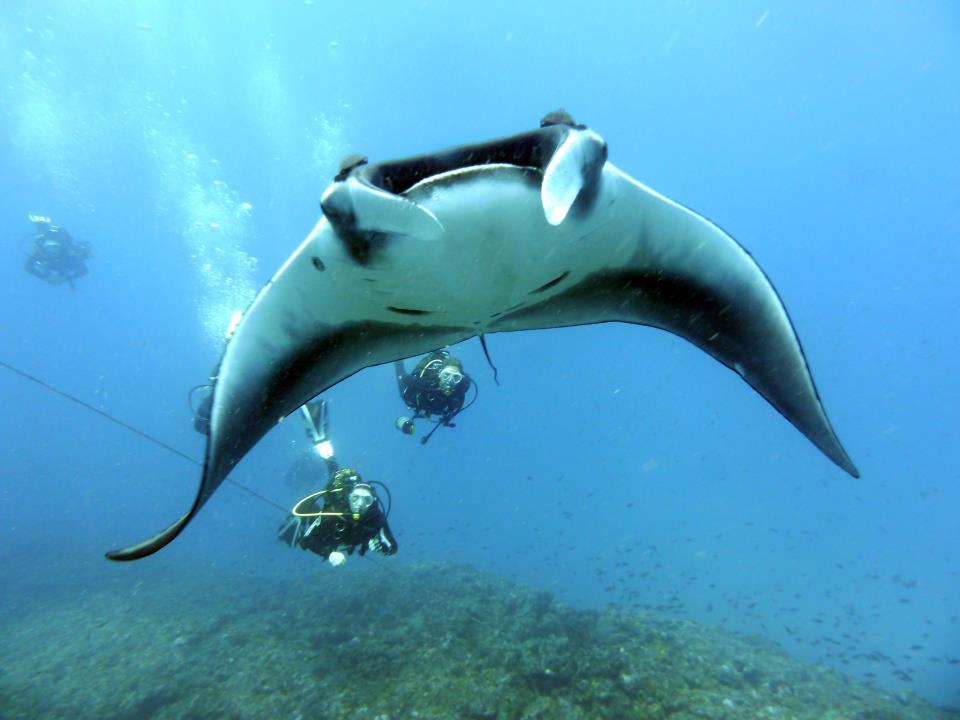 Diving in Cape Verde - Manta Ray