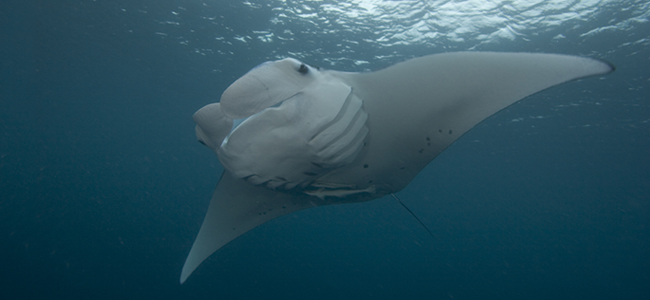 Diving in Indonesia Manta Ray