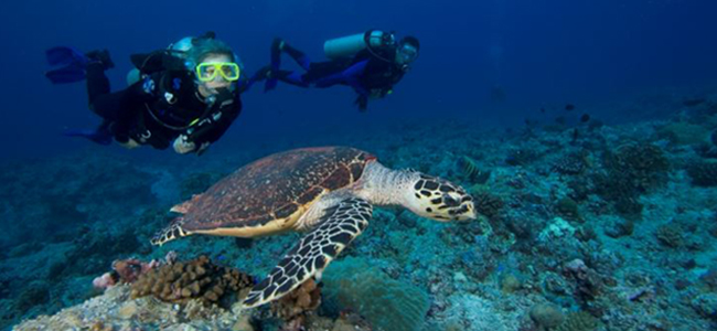 Diving in Indonesia turtle-divers