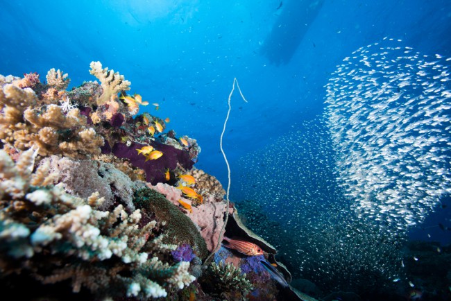 9 Out-Of-This-World African Scuba Diving Locales