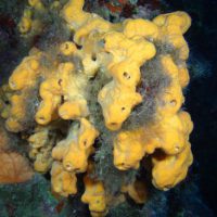 Agelas oroides Ustica