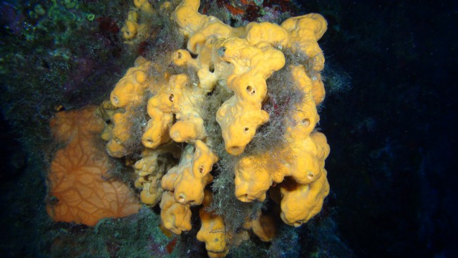 What can you do with a Sponge?