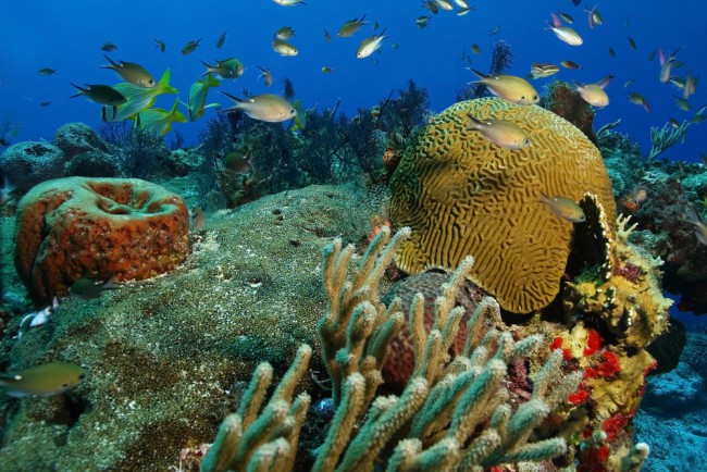 Best Places to Dive in Cozumel