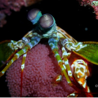 Mantis shrimp