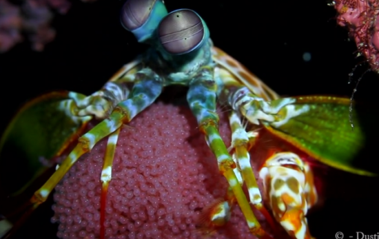 Mantis shrimp