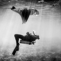 Great black and white shot from Steve Woods Underwater Photography's