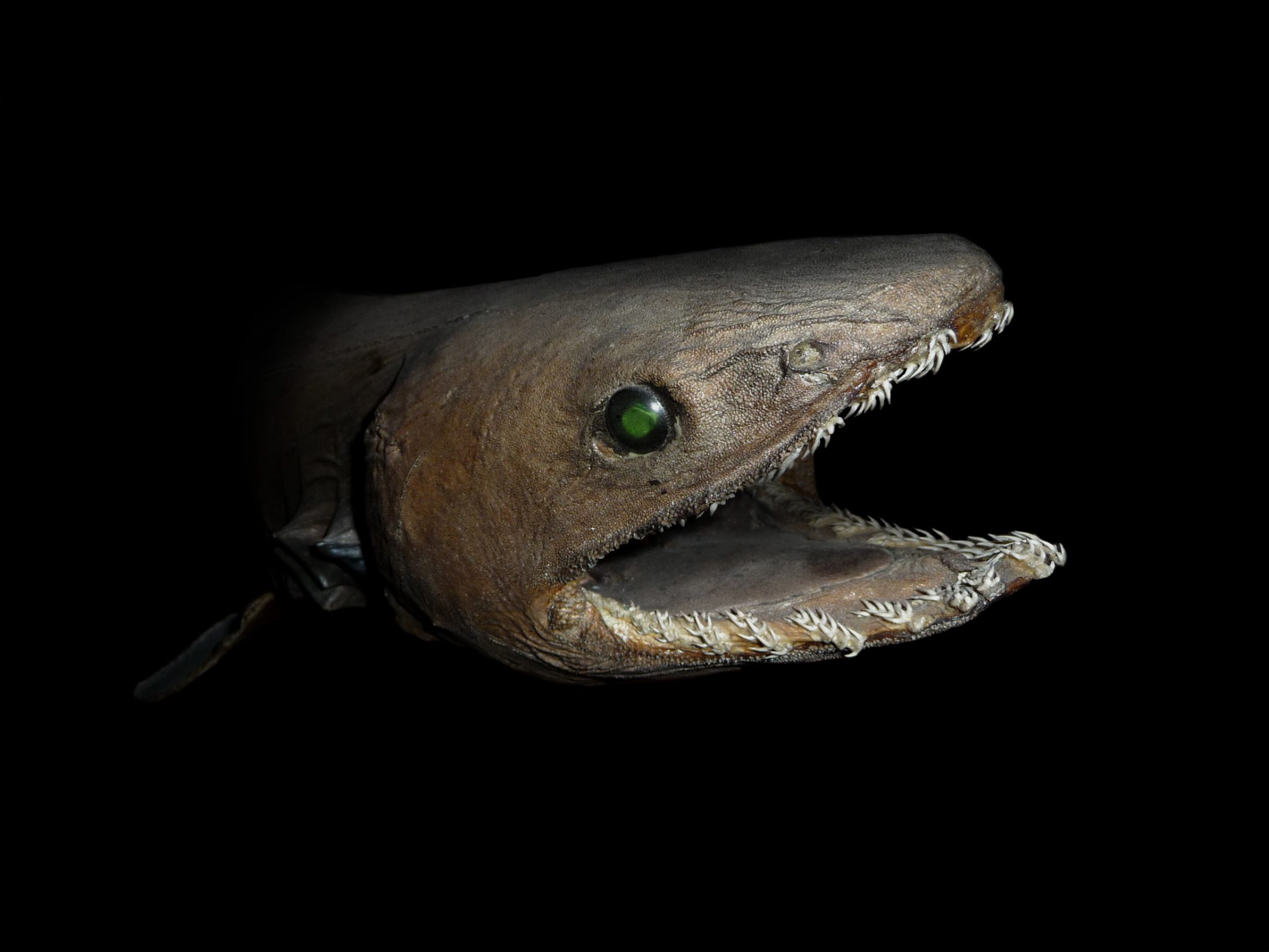 frilled shark head