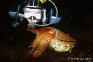 Plastic Diver and Cuttlefish