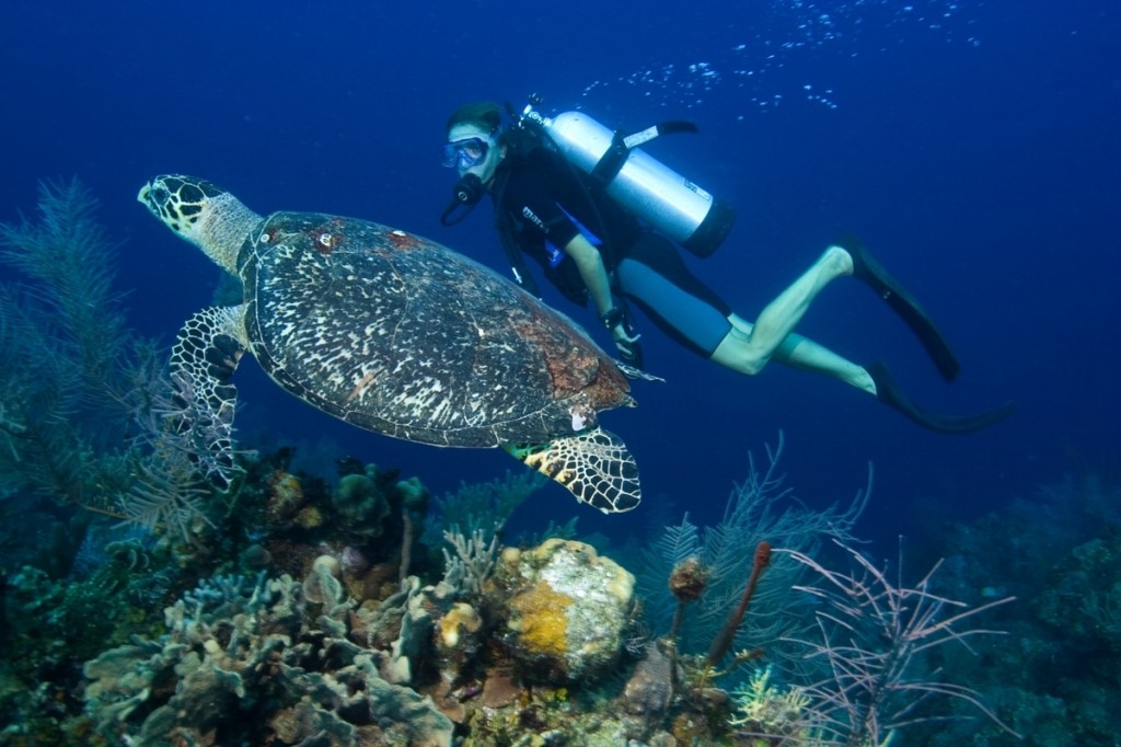 underwater photo with diver and turtle 