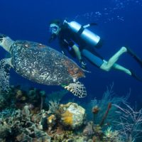 Best places to scuba dive with turtles