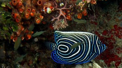 Juvenile Emperor Angelfish