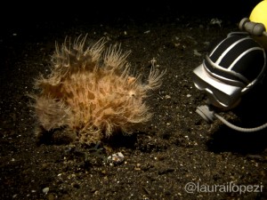 Plastic Diver and Hairy Frogfish 