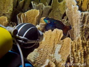 Plastic Diver and Mandarin Fish