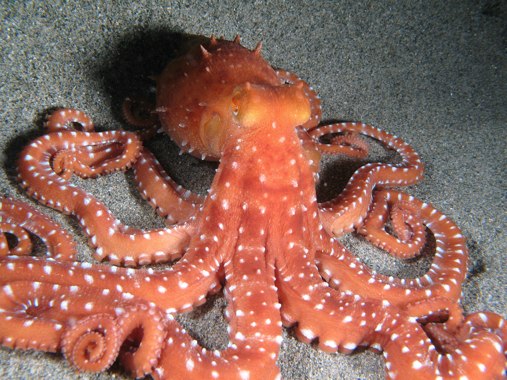 Octopus-Macropus