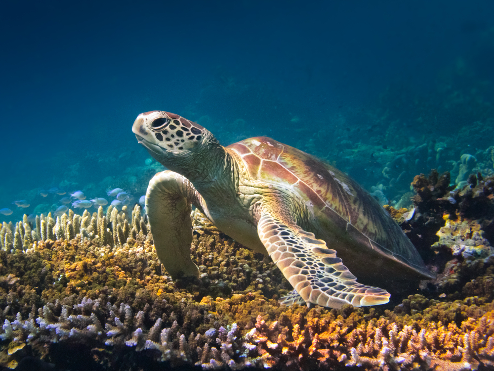 Sipadan-borneo-malaysia-sea-turtle